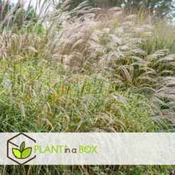 Miscanthus Zebrinus - Winterhard Siergras - Pot 23cm - Hoogte 20-30cm -Exporteren Tuin Verge Winkel 1000046936 0103