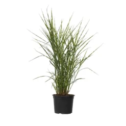 Miscanthus Zebrinus - Winterhard Siergras - Pot 23cm - Hoogte 20-30cm