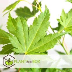 Acer Palmatum - Set Van 4 - Japanse Esdoorn - Pot 10,5cm - Hoogte 25-40cm 6 Acer Palmatum - Set Van 4 - Japanse Esdoorn - Pot 10,5cm - Hoogte 25-40cm -Exporteren Tuin Verge Winkel 1000046937 0102