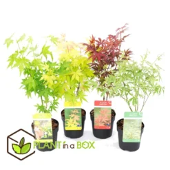 Acer Palmatum - Set Van 4 - Japanse Esdoorn - Pot 10,5cm - Hoogte 25-40cm 7 Acer Palmatum - Set Van 4 - Japanse Esdoorn - Pot 10,5cm - Hoogte 25-40cm -Exporteren Tuin Verge Winkel 1000046937 0103