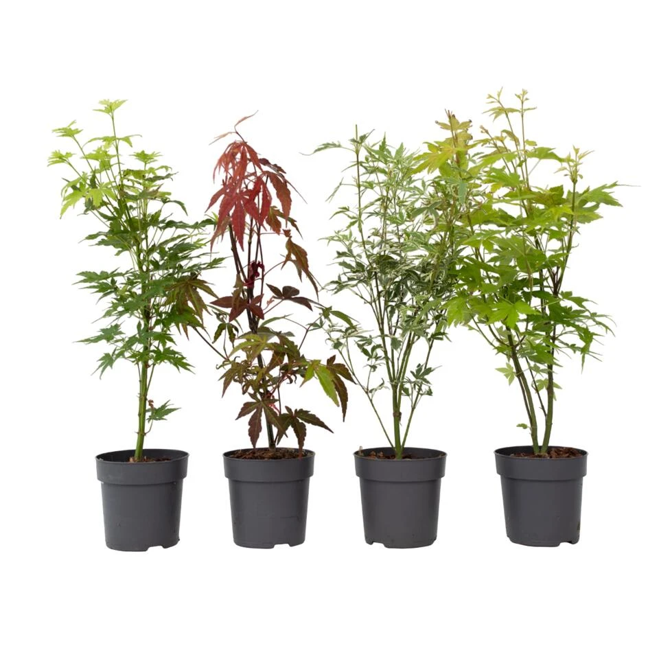 Acer Palmatum - Set Van 4 - Japanse Esdoorn - Pot 10,5cm - Hoogte 25-40cm 1 Acer Palmatum - Set Van 4 - Japanse Esdoorn - Pot 10,5cm - Hoogte 25-40cm