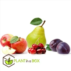 Fruitbomen - Mix Van 8 - Prunus - Pyrus - Malus - Pot 9cm - Hoogte 60-70cm -Exporteren Tuin Verge Winkel 1000046939 0103