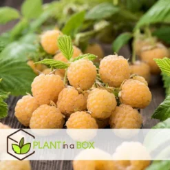 Framboosplanten - Set Van 3 - Gele Framboosplanten - Pot 9cm - Hoogte 25-40cm -Exporteren Tuin Verge Winkel 1000046940 0103