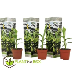 Musa Basjoo - Set Van 3 - Bananenplant - Tuinplant - Pot 9cm - Hoogte 25-40cm -Exporteren Tuin Verge Winkel 1000046943 0102