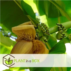 Musa Basjoo - Set Van 3 - Bananenplant - Tuinplant - Pot 9cm - Hoogte 25-40cm -Exporteren Tuin Verge Winkel 1000046943 0103