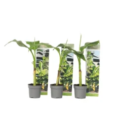 Musa Basjoo - Set Van 3 - Bananenplant - Tuinplant - Pot 9cm - Hoogte 25-40cm