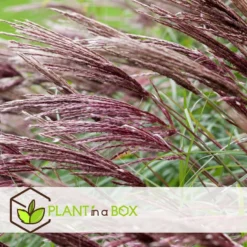 Miscanthus Sinensis Red Chief - Winterhard Siergras - Pot 23cm - Hoogte 40-60cm -Exporteren Tuin Verge Winkel 1000046945 0103