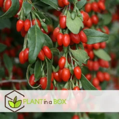 Lycium Barbarum - Set Van 3 - Goji Planten - Pot 9cm - Hoogte 25-40cm -Exporteren Tuin Verge Winkel 1000046946 0102