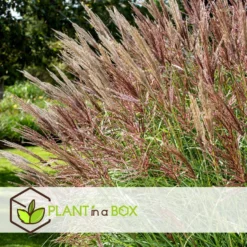 Miscanthus Sinensis Red Chief - Siergras - Set Van 2 - Pot 23cm - Hoogte 40-60cm -Exporteren Tuin Verge Winkel 1000046947 0103