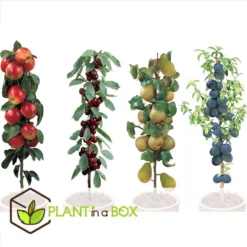 Fruitbomen - Mix Van 4 - Prunus - Pyrus - Malus - Pot 9cm - Hoogte 60-70cm -Exporteren Tuin Verge Winkel 1000046948 0102