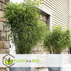 Fargesia Rufa - Set Van 3 - Niet Woekerende Bamboe - Pot 13cm - Hoogte 25-40cm -Exporteren Tuin Verge Winkel 1000046951 0102