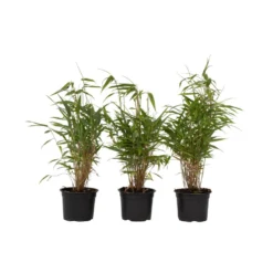 Fargesia Rufa - Set Van 3 - Niet Woekerende Bamboe - Pot 13cm - Hoogte 25-40cm