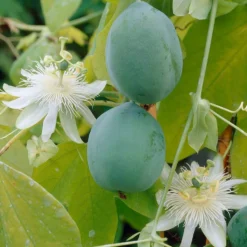 2x Passiflora Elliot – Passiebloem – ⌀ 15 Cm - ↕60-70 Cm -Exporteren Tuin Verge Winkel 1000047307 0103