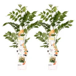 2x Campsis Oranje – Trompetklimmer – ⌀15 Cm – ↕60-70 Cm