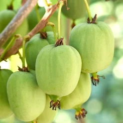 Actinidia Issai – Kiwiberry – Klimplant – Pot 19 CM - Hoogte 45-55 CM -Exporteren Tuin Verge Winkel 1000047313 0103