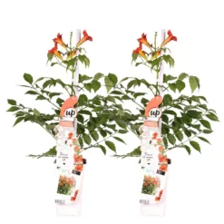 2x Campsis Fire Trumpet - Trompetbloem - Pot 15 CM - Hoogte 60-70 CM