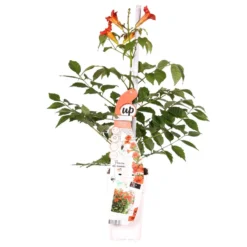 Campsis Fire Trumpet - Trompetbloem - ⌀ 15 Cm - ↕60-70 Cm