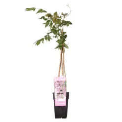 Wisteria Floribunda Rosea – Roze Regen – Pot 15 CM - Hoogte 60-70 CM