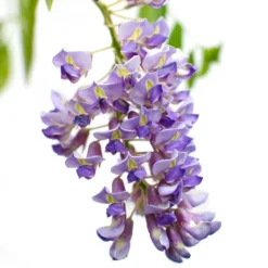 2x Wisteria Prolific – Blauwe Regen – Pot 15 CM - Hoogte 60-70 CM -Exporteren Tuin Verge Winkel 1000047377 0103