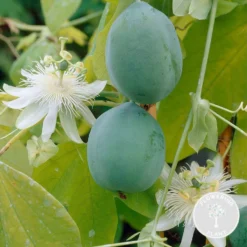 Passiflora Elliot – Passiebloem – ⌀15 Cm - ↕60-70 Cm -Exporteren Tuin Verge Winkel 1000047384 0103