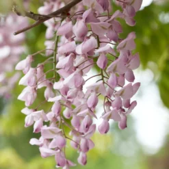 2x Wisteria Rosea – Blauwe Regen - Roze – Pot 15 CM - 60-70 CM -Exporteren Tuin Verge Winkel 1000047388 0103