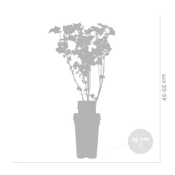 Ribes Black Marble – Aalbes – Pot 19 CM - Hoogte 45-55 CM -Exporteren Tuin Verge Winkel 1000047391 0102