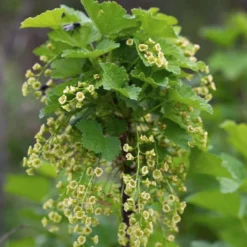 Ribes Black Marble – Aalbes – Pot 19 CM - Hoogte 45-55 CM -Exporteren Tuin Verge Winkel 1000047391 0103