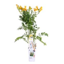Campsis Gold Trumpet - Trompetbloem - ⌀ 15 Cm - ↕60-70 Cm