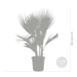 2x Washingtonia Robusta - Mexicaanse Waaierpalm - ⌀21 Cm - ↕80-100 Cm -Exporteren Tuin Verge Winkel 1000048186 0103