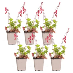 6x Heuchera Sanguinea 'Splendens' - Purperklokje - ⌀9 Cm - ↕10-15 Cm