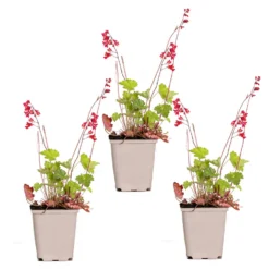 3x Heuchera Sanguinea 'Splendens' - Purperklokje - ⌀9 Cm - ↕10-15 Cm