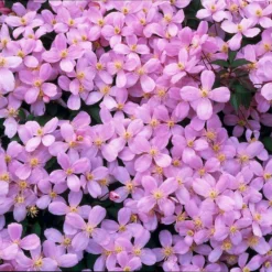 Clematis Montana Var. 'Rubens' – Bosrank- ⌀15 Cm - ↕60-70 Cm -Exporteren Tuin Verge Winkel 1000048592 0103