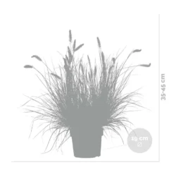 Pennisetum 'Hameln' – Lampenpoetsersgras – Pot 19 CM - Hoogte 35-45 CM -Exporteren Tuin Verge Winkel 1000048602 0102