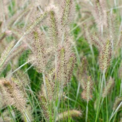 Pennisetum 'Hameln' – Lampenpoetsersgras – Pot 19 CM - Hoogte 35-45 CM -Exporteren Tuin Verge Winkel 1000048602 0103