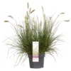 Pennisetum 'Hameln' – Lampenpoetsersgras – Pot 19 CM - Hoogte 35-45 CM