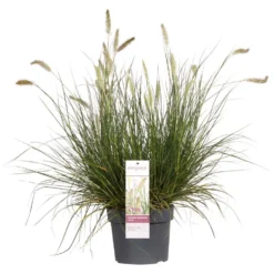 Pennisetum 'Hameln' – Lampenpoetsersgras – Pot 19 CM - Hoogte 35-45 CM