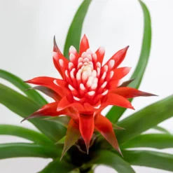 Guzmania Hope – Kokerplant – ⌀12 Cm – ↕35-45 Cm -Exporteren Tuin Verge Winkel 1000051813 0102
