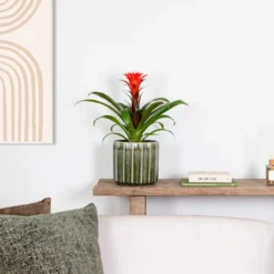 Guzmania Hope – Kokerplant – ⌀12 Cm – ↕35-45 Cm -Exporteren Tuin Verge Winkel 1000051813 0103