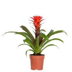 Guzmania Hope – Kokerplant – ⌀12 Cm – ↕35-45 Cm