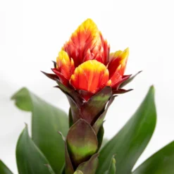 Guzmania Crown – Kokerplant – ⌀12 Cm – ↕40-50 Cm -Exporteren Tuin Verge Winkel 1000051814 0102