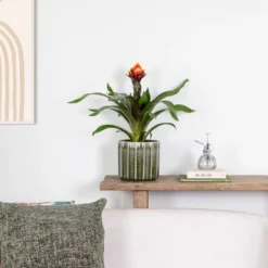 Guzmania Crown – Kokerplant – ⌀12 Cm – ↕40-50 Cm -Exporteren Tuin Verge Winkel 1000051814 0103