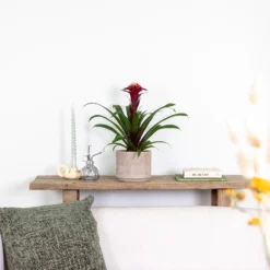 Guzmania Fransesca – Kokerplant – ⌀12 Cm – ↕40-50 Cm -Exporteren Tuin Verge Winkel 1000051815 0103