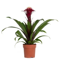 Guzmania Fransesca – Kokerplant – ⌀12 Cm – ↕40-50 Cm