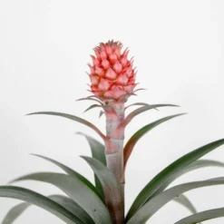 Ananas Comosus 'Rosita' – Ananasplant – ⌀12 Cm – ↕25-30 Cm -Exporteren Tuin Verge Winkel 1000051816 0102