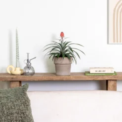 Ananas Comosus 'Rosita' – Ananasplant – ⌀12 Cm – ↕25-30 Cm -Exporteren Tuin Verge Winkel 1000051816 0103