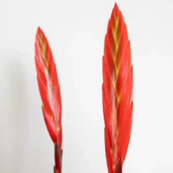 Vriesea Era – Fakkelbromelia – ⌀12 Cm – ↕40-50 Cm -Exporteren Tuin Verge Winkel 1000051817 0102