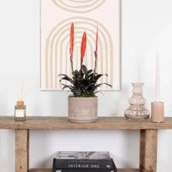 Vriesea Era – Fakkelbromelia – ⌀12 Cm – ↕40-50 Cm -Exporteren Tuin Verge Winkel 1000051817 0103