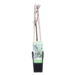 Wisteria Alba – Blauwe Regen - Wit –⌀17 Cm – ↕60-70 Cm