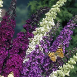 Buddleja Davidii 'Tricolor' - Vlinderstruik - ⌀17 Cm - ↕30-40 Cm -Exporteren Tuin Verge Winkel 1000054469 0103