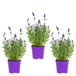 3x Lavandula Angustifolia 'Ardèche Blue' – ⌀10,5 Cm - ↕10-15 Cm